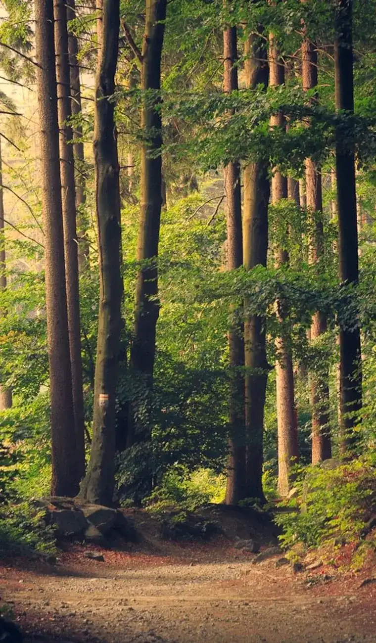 Stacked roundwood as renewable feedstock