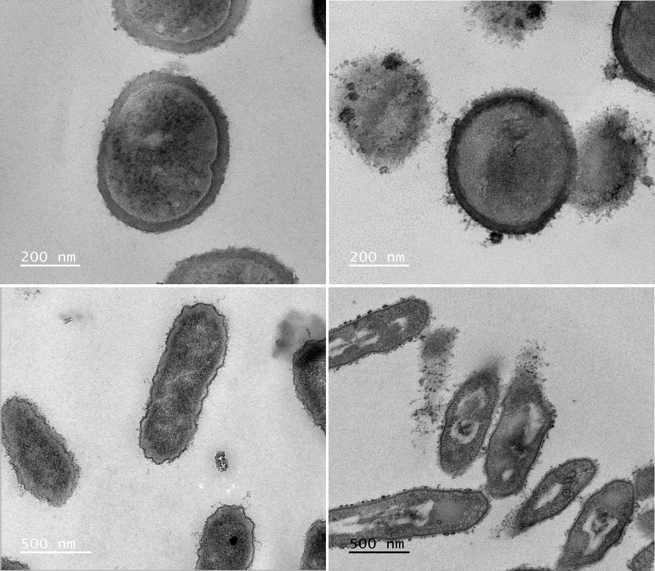 TEM micrographs showing SYLVAXIS disrupting Gram+ and Gram− bacteria